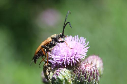 Stictoleptura rubra